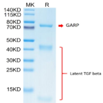 Biotinylated Cynomolgus GARP&Latent TGF beta 1 Complex Protein (GAT-CM401B)