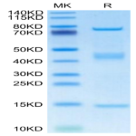 Rat GARP&Latent TGF Beta 1 Complex Protein (GAT-RM401)