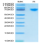 Cynomolgus GUCY2C/Guanylyl cyclase C Protein (GCC-CM101)