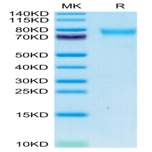 Canine GUCY2C/Guanylyl cyclase C Protein (GCC-DM101)