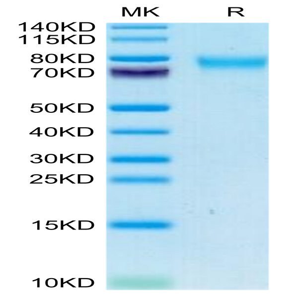 Canine GUCY2C/Guanylyl cyclase C Protein (GCC-DM101)