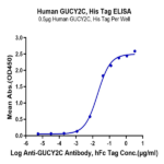 Human GUCY2C/Guanylyl cyclase C Protein (GCC-HM401)