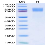 Biotinylated Mouse GUCY2C/Guanylyl cyclase C Protein (GCC-MM401B)