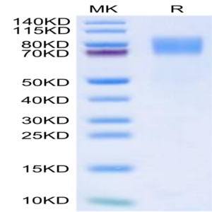 Biotinylated Mouse GUCY2C/Guanylyl cyclase C Protein (GCC-MM401B)