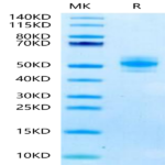 Mouse GM-CSF Protein (GCF-MM201)