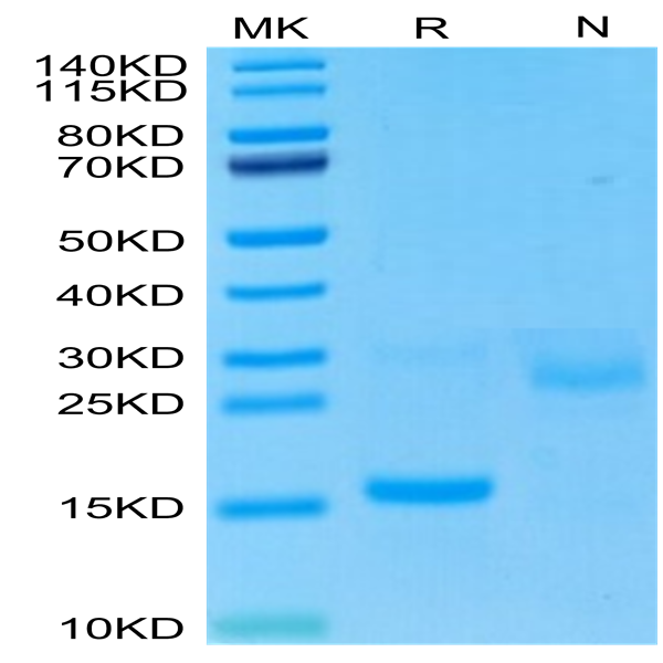 Cynomolgus GDF15 Protein (GDF-CE115)