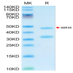 Cynomolgus GDF15 Protein (GDF-CM215)