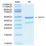 Biotinylated Cynomolgus GDF15 Protein (Primary Amine Labeling) (GDF-CM215B)