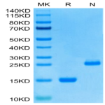 Human GDF15 Protein (GDF-HE115)