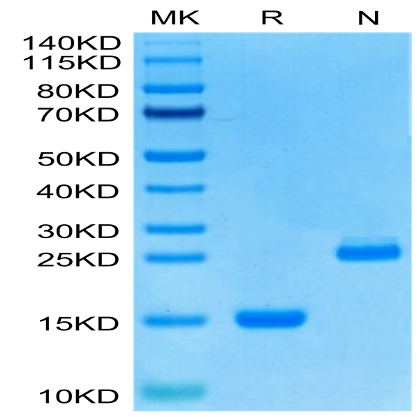 Human GDF15 Protein (GDF-HE115)