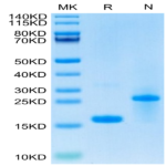 Biotinylated Human GDF15 Protein (GDF-HE415B)
