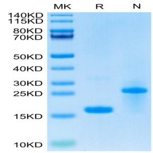 Biotinylated Human GDF15 Protein (GDF-HE415B)