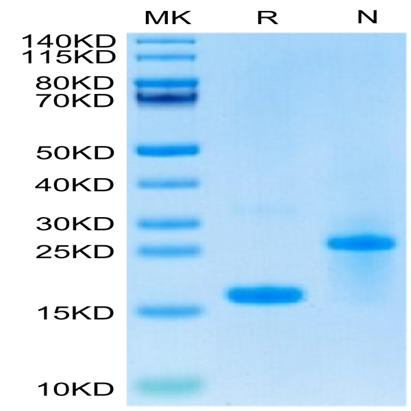 Biotinylated Human GDF15 Protein (GDF-HE415B)
