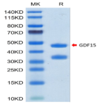 Biotinylated Human GDF15 Protein (Primary Amine Labeling) (GDF-HM215B)