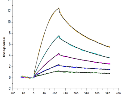 Mouse GDF15 Protein (GDF-ME115)