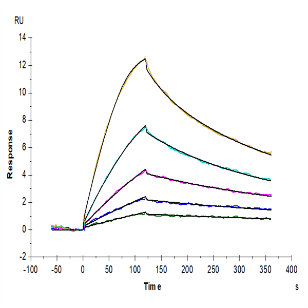 Mouse GDF15 Protein (GDF-ME115)