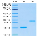 Mouse GDF15 Protein (GDF-ME115)