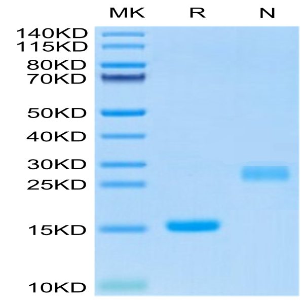 Mouse GDF15 Protein (GDF-ME115)