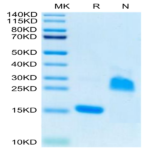 Rat GDF15 Protein (GDF-RE115)