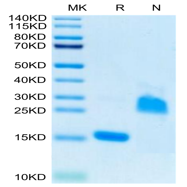 Rat GDF15 Protein (GDF-RE115)