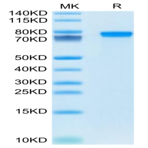 Mouse GEP Protein (GEP-MM101)