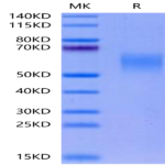 Cynomolgus GFRAL/GFR alpha-like Protein (GFL-CM401)