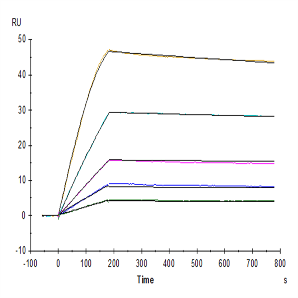 Human GFRAL/GFR alpha-like Protein (GFL-HM201) Human GFRAL/GFR alpha-like Protein (GFL-HM201)