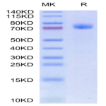 Human GFRAL/GFR alpha-like Protein (GFL-HM201)