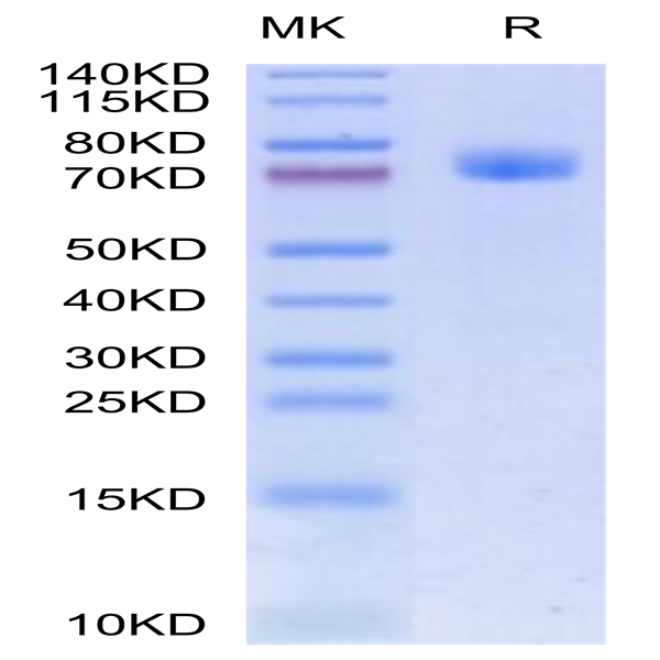 Human GFRAL/GFR alpha-like Protein (GFL-HM201)