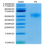 Human GFRAL/GFR alpha-like Protein (GFL-HM401)