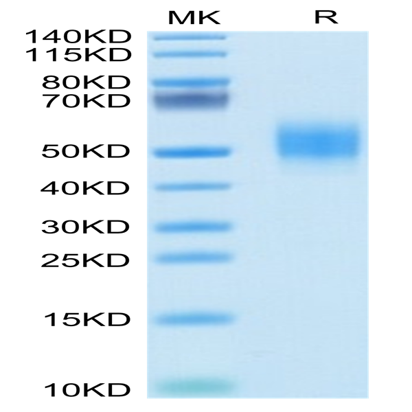 Biotinylated Human GFRAL/GFR alpha-like Protein (GFL-HM401B)