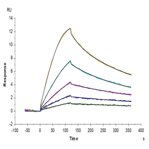 Mouse GFRAL/GFR alpha-like Protein (GFL-MM401)