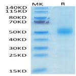 Mouse GFRAL/GFR alpha-like Protein (GFL-MM401)