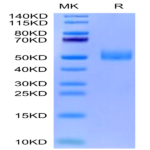 Biotinylated Mouse GFRAL/GFR alpha-like Protein (GFL-MM401B)