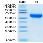 Human GFR alpha 1 Protein (GFR-HM11A)
