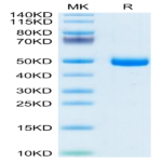 Mouse GFRA3 Protein (GFR-MM1A3)
