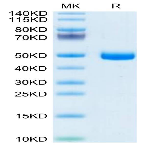 Mouse GFRA3 Protein (GFR-MM1A3)