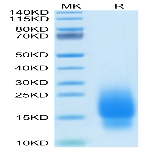 Human GIP Protein (GIP-HM101)