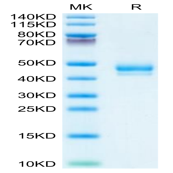 Human GIP Protein (GIP-HM201)