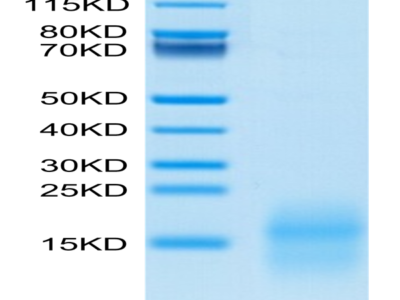 Mouse GIP Protein (GIP-MM101)