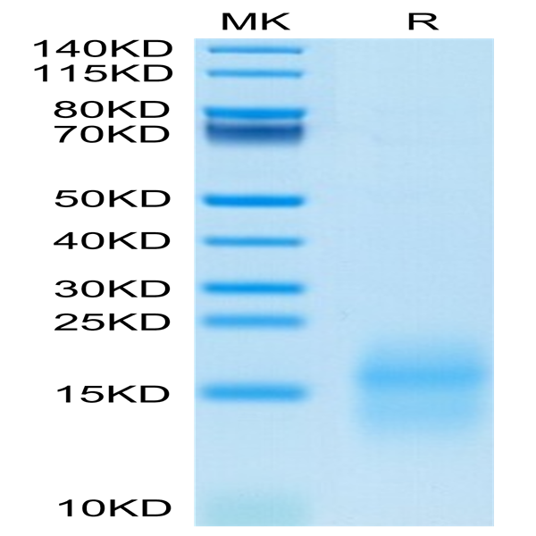Mouse GIP Protein (GIP-MM101) Mouse GIP Protein (GIP-MM101)