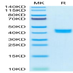 Mouse GIP Protein (GIP-MM201)