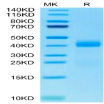 Cynomolgus Galectin 3 Protein (GLT-CM103)