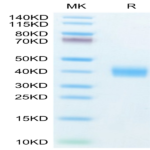 Human Galectin 3 Protein (GLT-HM103)