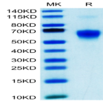 Human Galectin 9/LGALS9 Protein (GLT-HM109)