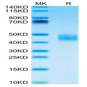 Mouse Galectin 3 Protein (GLT-MM103)