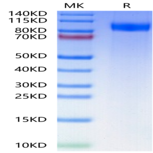 Human gp130/CD130/IL-6 R beta Protein (GP1-HM130)