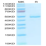 Human GP1BB Protein (GP1-HM2BB)