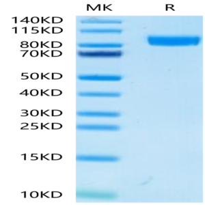 Mouse gp130/CD130/IL-6 R beta Protein (GP1-MM130)