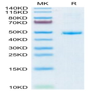 Human CD42a/GP9 Protein (GP9-HM209)